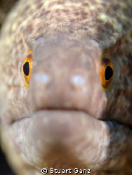 Eye to eye by Stuart Ganz 